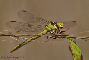 Stylurus ivae, female